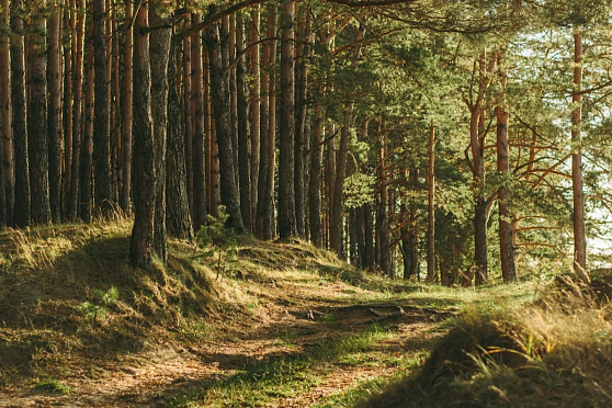 День леса. Такое утро