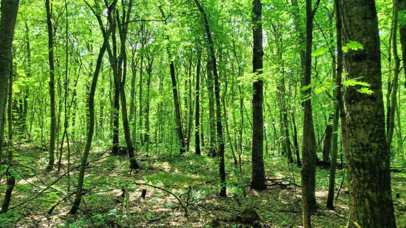 80-летняя женщина 4 дня не могла выйти из леса