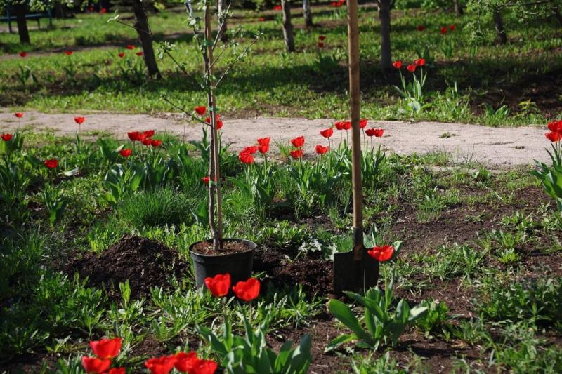 В Самаре высадили яблоневую аллею Победы