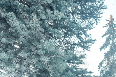 В Самарской области елки защитят от незаконной вырубки