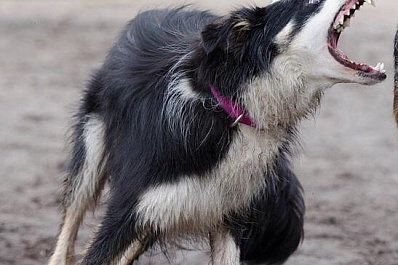 1,7 тысяч детей пострадали от животных в Самарской области