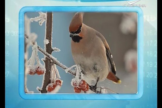 Календарь губернии 28.12.2015