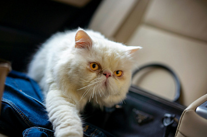 Название статьи