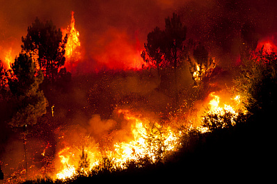 Эколог назвал причины частых лесных пожаров в России 