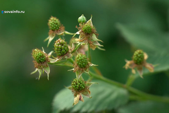 Сеем огурцы, "кормим" ягоды: Дачные сезоны