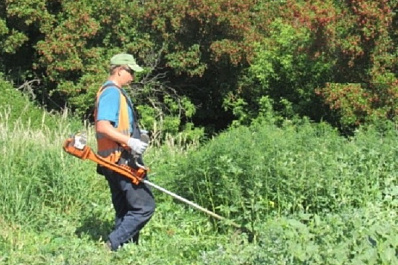 В Самарской области уничтожили 500 квадратных метров конопли