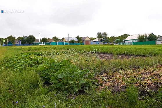 Новое Мансуркино. Пришельцы из города