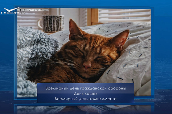День кошек в России. Календарь Губернии от 1 марта