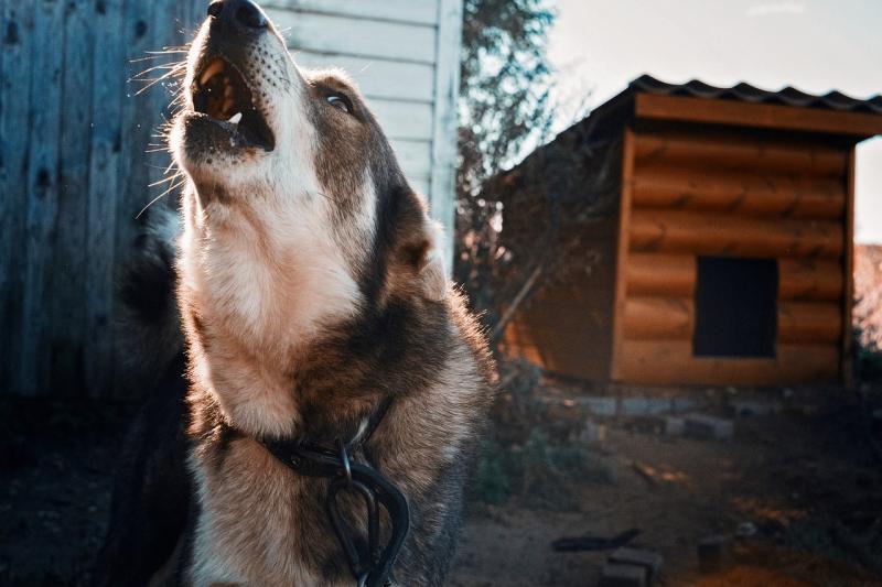 В Самарской области собаки до полусмерти загрызли женщину