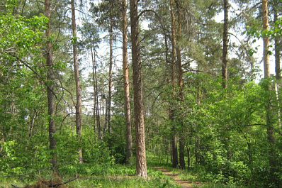 В Тольятти хотят изменить зонирование участка леса ради автобизнеса