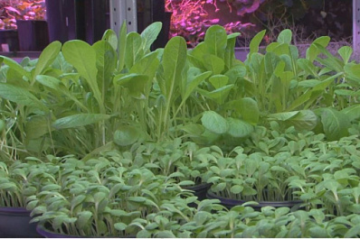 Резидент “Жигулевской долины” начал поставлять микрозелень в гипермаркеты   