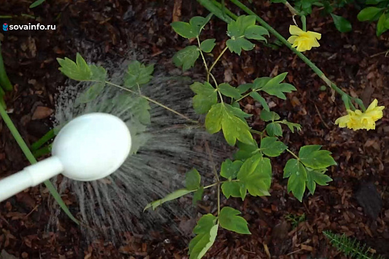 Высаживаем рассаду и боремся с вредителями. Дачные сезоны