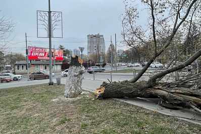 Фоторепортаж: в Самаре штормовой ветер повалил толстое дерево на Ново-Садовой