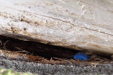 В Самарской области поймали парня, который спрятал наркотики в 35 тайниках