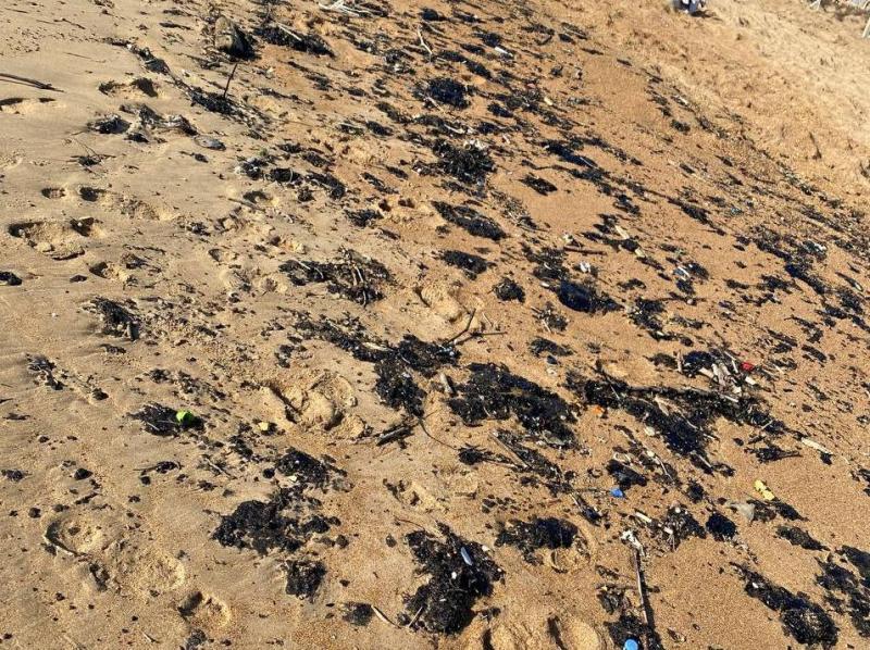 Девушка-волонтёр из Самары собирает группу по спасению природы в Анапе 