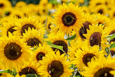 В Самарской области ожидают грозу