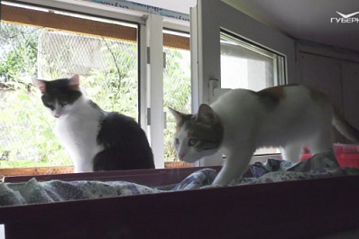 Драматичные истории приюта "Кошкин дом", которому обещал помочь Президент