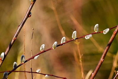 В Самарской области обещают теплое начало рабочей недели