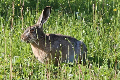 Заповедными тропами: как меняют инфраструктуру Жигулевского заповедника