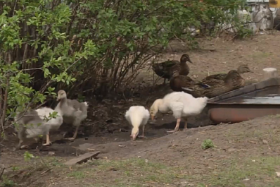 Из-за запрета охоты в Самарской области подсадные утки остались без работы