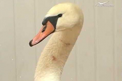 Жители Самарской области спасли лебедя со сломанным крылом