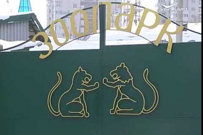 У занесённых в Красную книгу дальневосточных леопардов в Самарском зоопарке появилось потомство