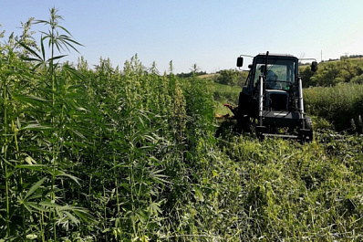 В Самарской области полицейские выкосили поля конопли