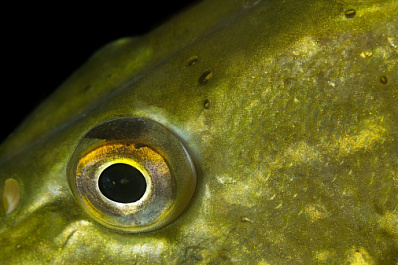 Рыбак из Самары поймал огромную щуку