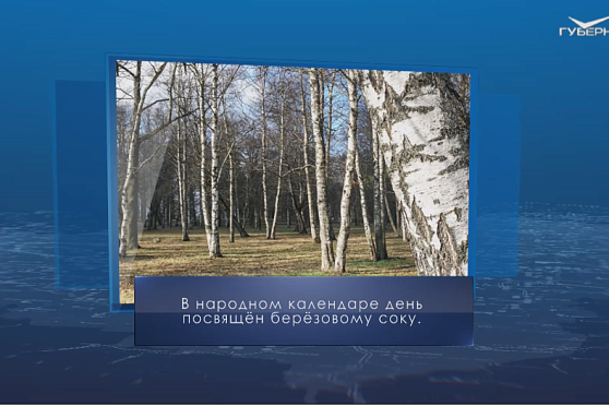 День березового сока. Календарь губернии от 11 мая