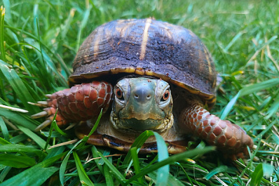 В самарском зоопарке появилась самая обширная коллекция черепах