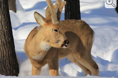 Национальный парк Самарская Лука провёл перепись животных