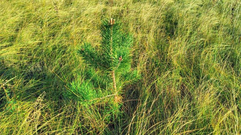 В Самарской области высадили 10 тысяч сосен 