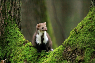В Жигулевском заповеднике показали, как дикая куница запасается яблоками