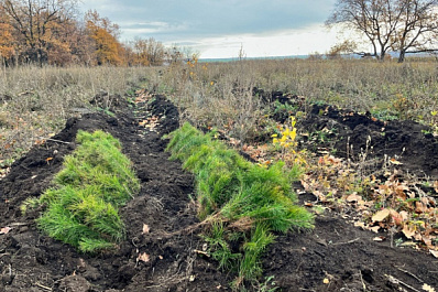 В Сергиевском районе высаживают молодой лес