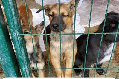 Голкипер "Крыльев Советов" Евгений Фролов посетил приют для бездомных животных