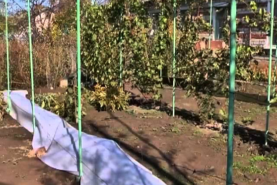 Дачные советы 25.10.2012