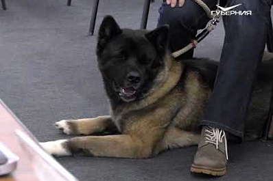 Бесплатный семинар для владельцев домашних животных прошел в Самаре