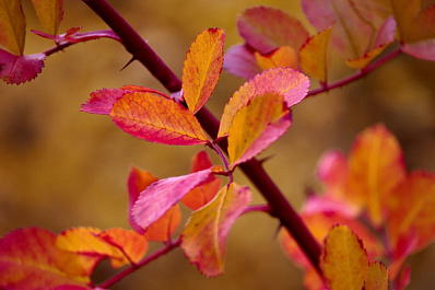 Самарскую область 30 и 31 октября ожидает солнечная и теплая погода