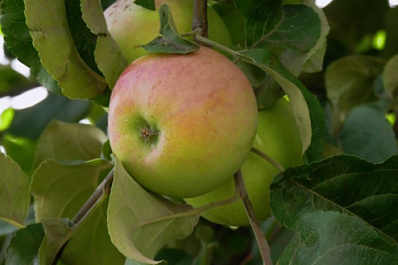 В Самарской области в полном разгаре сбор яблочного урожая