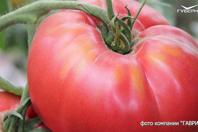 Как вырастить вкусные томаты: обзор сортов и гибридов
