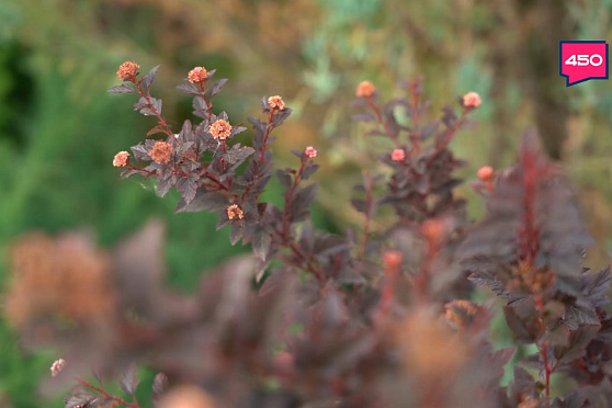 Кормим многолетние растения. Дачные сезоны