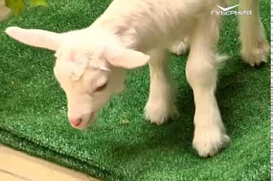 О новорожденной дочери оракула ЧМ-2018 и пророческих талантах