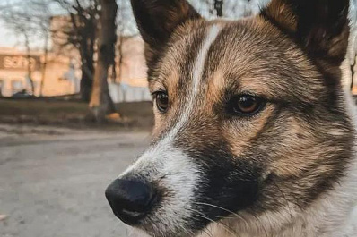 Как помочь собаке справиться со страхом во время запуска фейерверков: советы кинолога