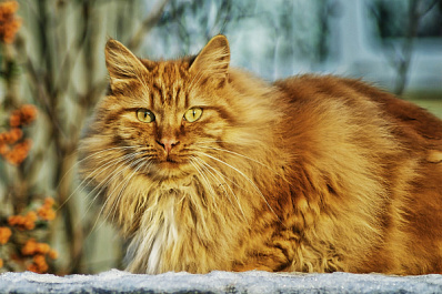 В Самаре пройдет акция помощи бездомным животным