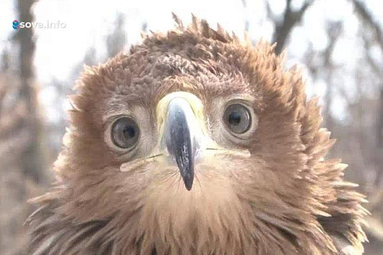 Международный день птиц и элитные сорта сыра. Хорошие новости Волжского района