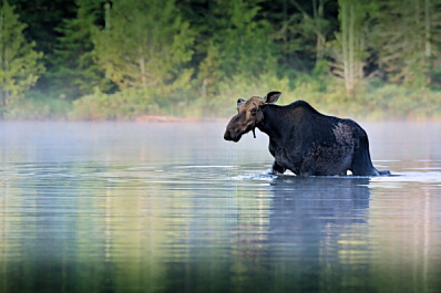 В Самарской области по вине сельхозпредприятия погиб лось