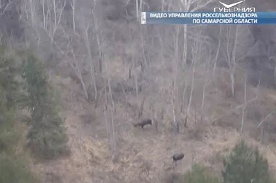 Из-за вспышки АЧС в Красноармейском районе специалисты проверили угодья диких кабанов