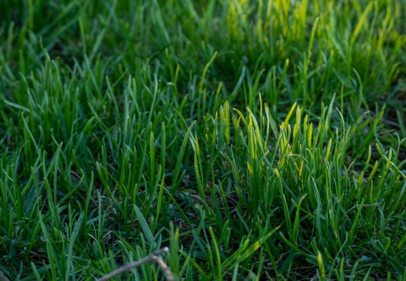 В Новокуйбышевске план покоса травы выполнили на 82 % 