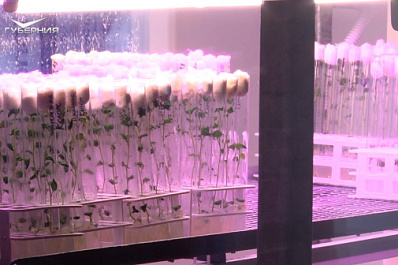 В Самарской области исследуют новый сорт картофеля