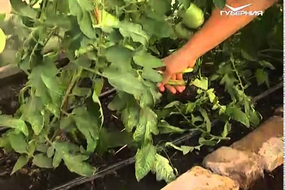 Дачные советы 4.06.2015 